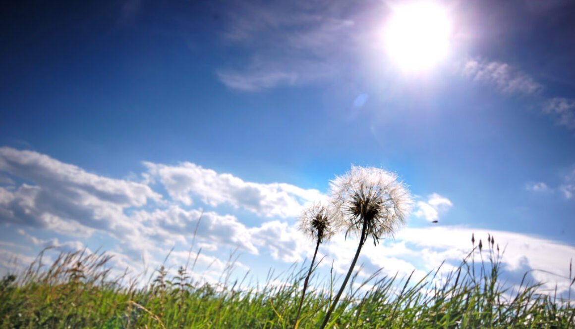 Fresh meadow background