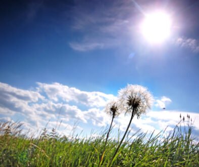Fresh meadow background